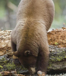 Cinnamon Black Bear in Search of Food, California Photographic Print by Rich Reid