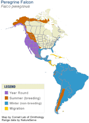Peregrine Falcon Range Map